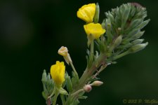 DSC_2570.jpg