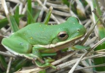 Green Frog (1 of 1).JPG