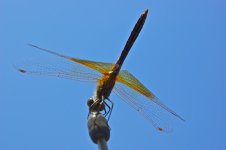 dragonfly.jpg