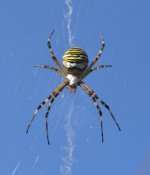 Wasp Spider 3.jpg