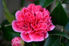 DSC_2203.jpg