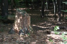 DSC_2597.jpg