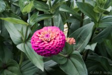 DSC_2621.jpg