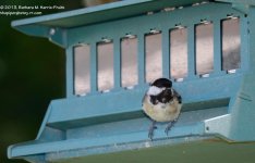 226 Chickadee-130814_01.jpg