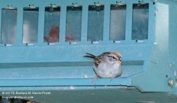 226 Sparrow-130814-05_01.jpg