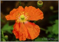 DSC__WLP_0001-144.jpg