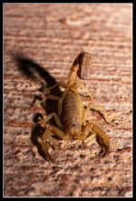 Day226Scorpion.jpg
