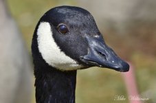 DSC_0541_133.JPG