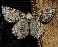 Moth.jpg