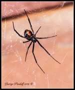 DSC_4601.jpg