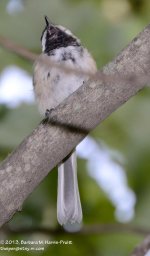 227 Chickadee-130815_01.jpg