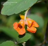 227 Jewelweed-130815-01_01.jpg