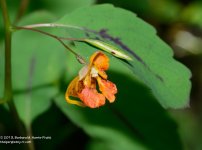 227 Jewelweed-130815-03_01.jpg