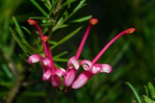 DSC_1494.jpg