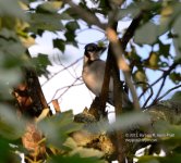 228 Blue Jay-130816-02_01.jpg