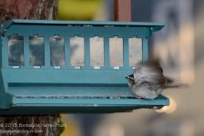 228 Sparrow-130816_01.jpg