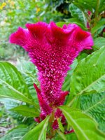 A Very Red Flower.jpg