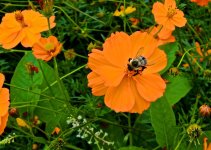 A Busy Bee.jpg