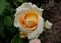 A Rose by any other name....jpg
