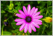 Day228Flower1.jpg