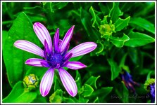 Day228Flower2.jpg