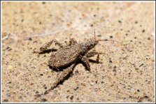 Day228SandyBug.jpg
