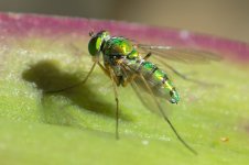 DSC_1556.jpg