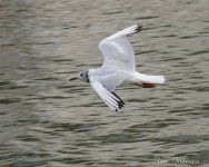 DSC_9306_1.jpg