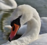DSC_9383_163.JPG