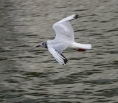 DSC_9306_160.JPG
