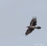 DSC_9405.jpg