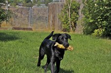meesha1.jpg