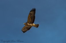 aug17_2013Hawk2.jpg