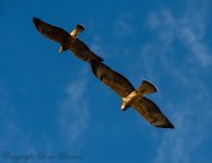 aug17_2013Hawks.jpg
