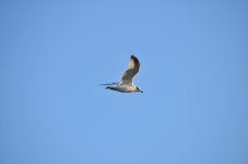 17th August 2013-1 044.jpg