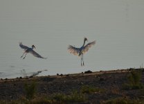 17th August 2013-1 078.jpg