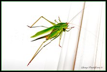 Day230Cricket.jpg