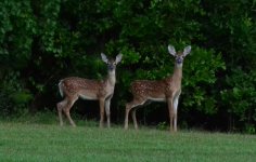 DSC_0198twinscrop.jpg