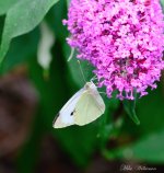 DSC_9639_196.JPG