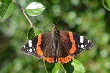 Red Admiral.jpg