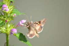 Moth 3.jpg