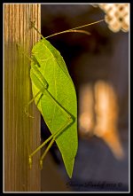 Day230Katydid.jpg