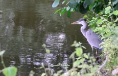 crane Kokelscheuer - WM.jpg