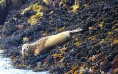 Seal -WM.jpg