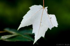 DSC_8867.jpg