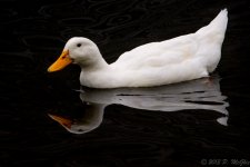 DSC_2810.jpg