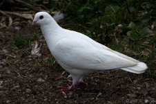DSC_2812.jpg