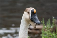 DSC_2814.jpg