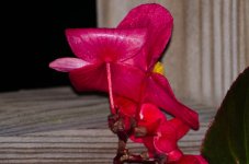 DSC_8865.jpg