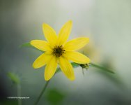 DSC_4525_7254.jpg